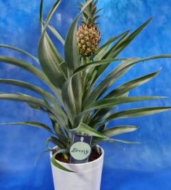 Ananas fioravantifiori.pro