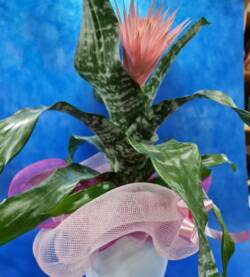 Bilbergia fioravantifiori.pro