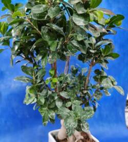 Bonsai fioravantifiori.pro