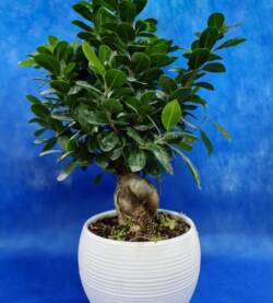 Bonsai Fioravanti