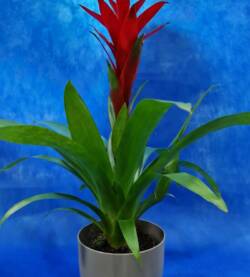 Bromelia fioravantifiori.pro