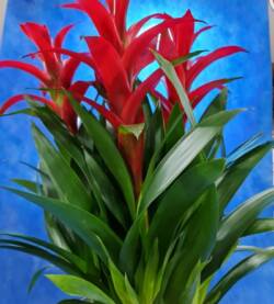 Bromelia 3 rami fioravantifiori.pro