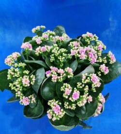 Calandiva fioravantifiori.pro