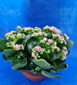 Calandiva fioravantifiori.pro