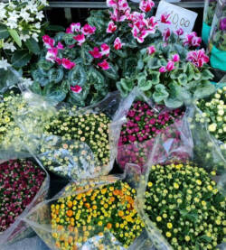 Crisantemi fioravantifiori.pro