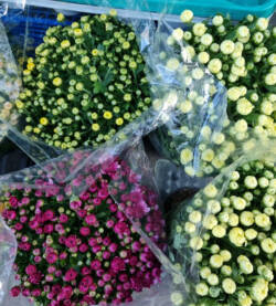 Crisantemi colorati fioravantifiori.pro