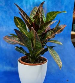 Croton variegato fioravantifiori.pro