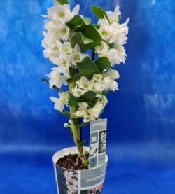 Dendrobium-fioravantifiori.pro