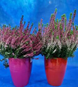 Erica calluna-fioravantifiori.i