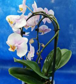 Orchidea recurvata 1 ramo fioravantifiori.pro