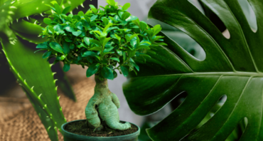 PIANTE IN CASA: BENESSERE E SALUTE